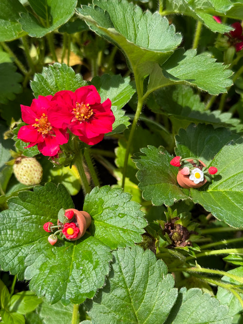 Potted Strawberry Plant Earrings